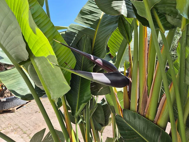 Strelitzia augusta - paradijsvogelbloem - hoogte ca. 280 cm - afbeelding 5 van  7
