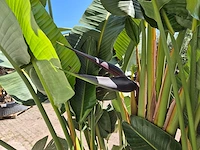 Strelitzia augusta - paradijsvogelbloem - hoogte ca. 280 cm - afbeelding 5 van  7