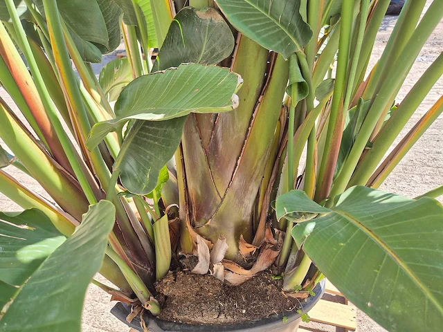 Strelitzia augusta - paradijsvogelbloem - hoogte ca. 280 cm - afbeelding 6 van  7