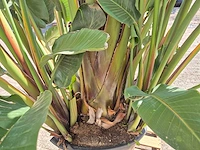 Strelitzia augusta - paradijsvogelbloem - hoogte ca. 280 cm - afbeelding 6 van  7