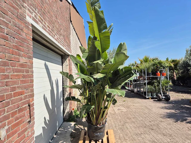 Strelitzia augusta - paradijsvogelbloem - hoogte ca. 280 cm - afbeelding 7 van  7