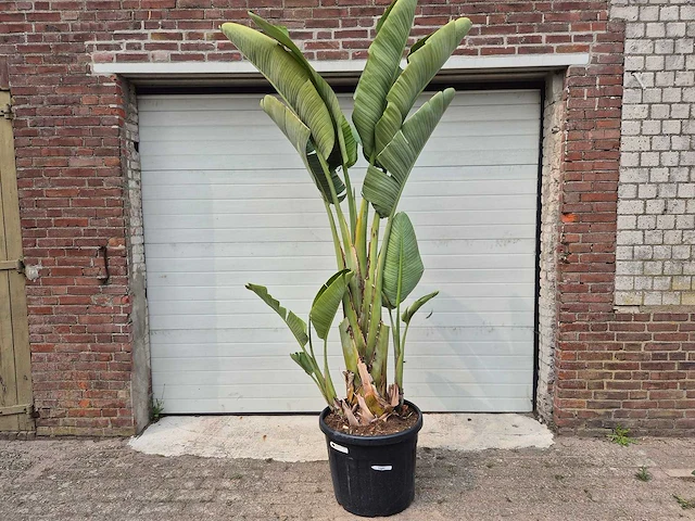 Strelitzia augusta xl - paradijsvogelbloem - hoogte ca. 220 cm - afbeelding 1 van  3