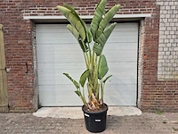 Strelitzia augusta xl - paradijsvogelbloem - hoogte ca. 220 cm - afbeelding 1 van  3