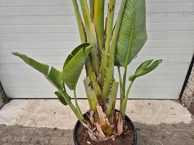 Strelitzia augusta xl - paradijsvogelbloem - hoogte ca. 220 cm - afbeelding 2 van  3