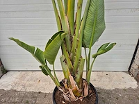 Strelitzia augusta xl - paradijsvogelbloem - hoogte ca. 220 cm - afbeelding 2 van  3