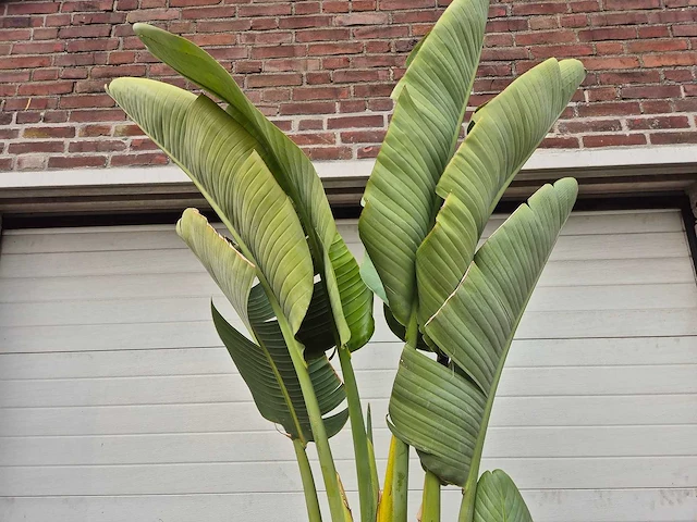 Strelitzia augusta xl - paradijsvogelbloem - hoogte ca. 220 cm - afbeelding 3 van  3