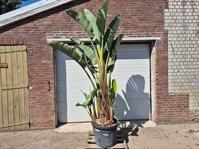 Strelitzia augusta xl - paradijsvogelbloem - hoogte ca. 250 cm - afbeelding 1 van  3
