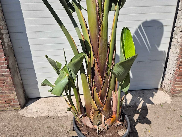 Strelitzia augusta xl - paradijsvogelbloem - hoogte ca. 250 cm - afbeelding 2 van  3