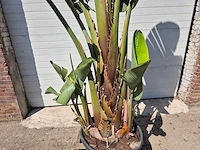 Strelitzia augusta xl - paradijsvogelbloem - hoogte ca. 250 cm - afbeelding 2 van  3