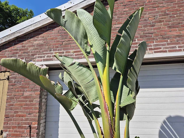 Strelitzia augusta xl - paradijsvogelbloem - hoogte ca. 250 cm - afbeelding 3 van  3