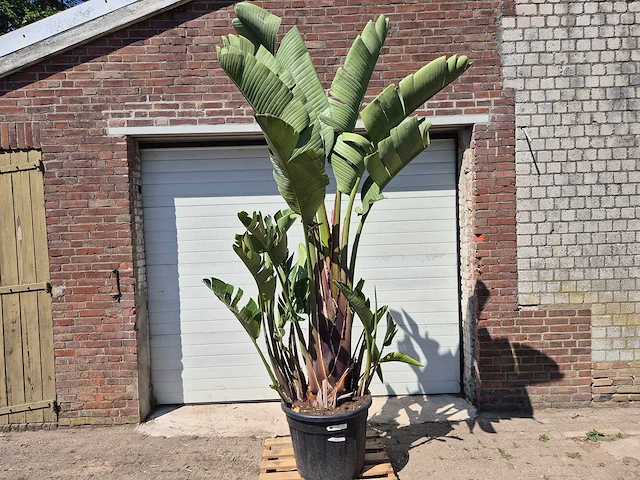 Strelitzia augusta xl - paradijsvogelbloem - hoogte ca. 250 cm - afbeelding 1 van  3