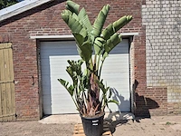 Strelitzia augusta xl - paradijsvogelbloem - hoogte ca. 250 cm - afbeelding 1 van  3