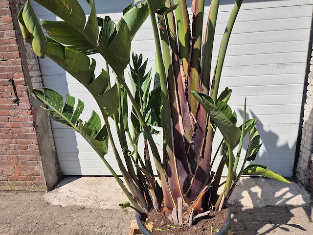 Strelitzia augusta xl - paradijsvogelbloem - hoogte ca. 250 cm - afbeelding 2 van  3