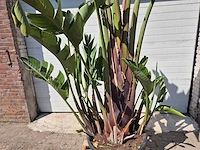 Strelitzia augusta xl - paradijsvogelbloem - hoogte ca. 250 cm - afbeelding 2 van  3