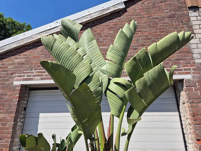 Strelitzia augusta xl - paradijsvogelbloem - hoogte ca. 250 cm - afbeelding 3 van  3