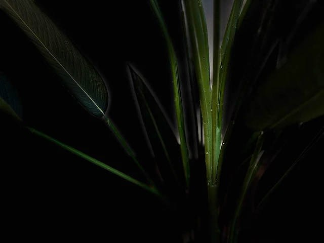 Strelitzia kunstplant - afbeelding 5 van  16