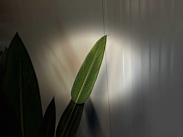 Strelitzia kunstplant - afbeelding 6 van  16