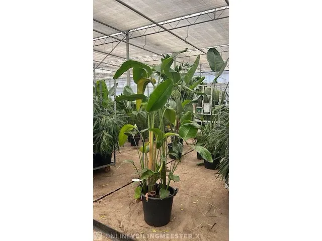 Strelizia 275 cm - afbeelding 1 van  1