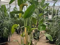 Strelizia 275 cm - afbeelding 1 van  1