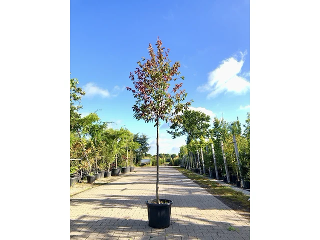 Sycoparrotia semidecidua loofboom, rode herfstkleur, ca. 3 m hoog - afbeelding 1 van  2