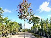 Sycoparrotia semidecidua loofboom, rode herfstkleur, ca. 3 m hoog - afbeelding 1 van  2