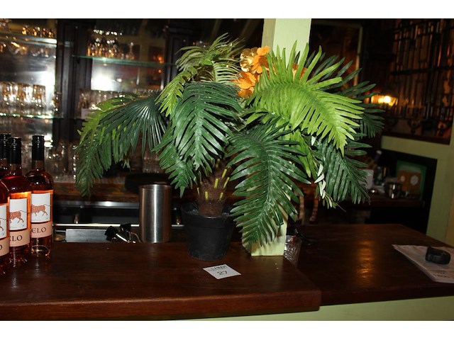 Tafelpalmboom hoogte 60 cm. - afbeelding 1 van  2