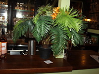 Tafelpalmboom hoogte 60 cm.