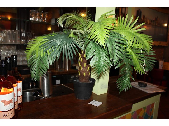 Tafelpalmboom hoogte 60 cm. - afbeelding 2 van  2