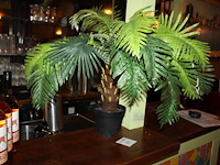 Tafelpalmboom hoogte 60 cm. - afbeelding 2 van  2