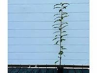 Tamme kastanje, castanea sativa 150cm