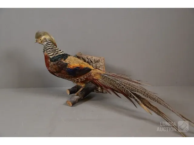 Taxidermie - afbeelding 1 van  5