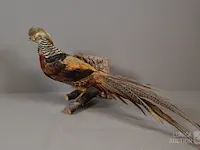 Taxidermie