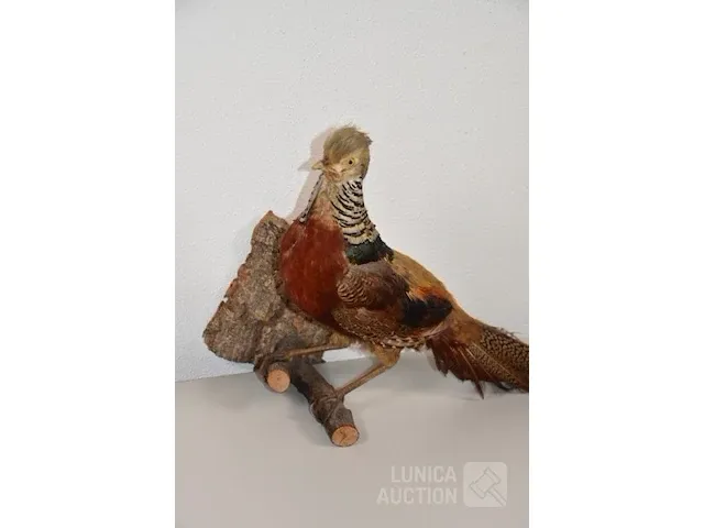 Taxidermie - afbeelding 2 van  5