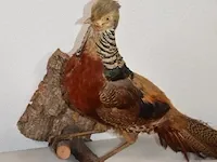 Taxidermie - afbeelding 2 van  5