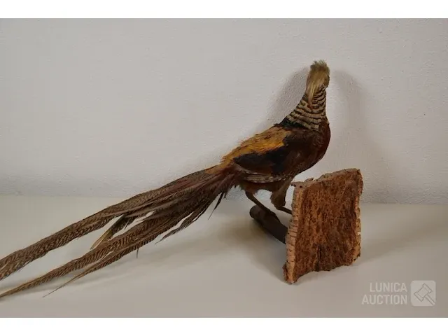 Taxidermie - afbeelding 3 van  5