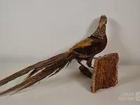 Taxidermie - afbeelding 3 van  5