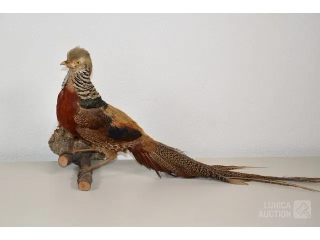 Taxidermie - afbeelding 4 van  5