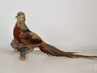 Taxidermie - afbeelding 4 van  5