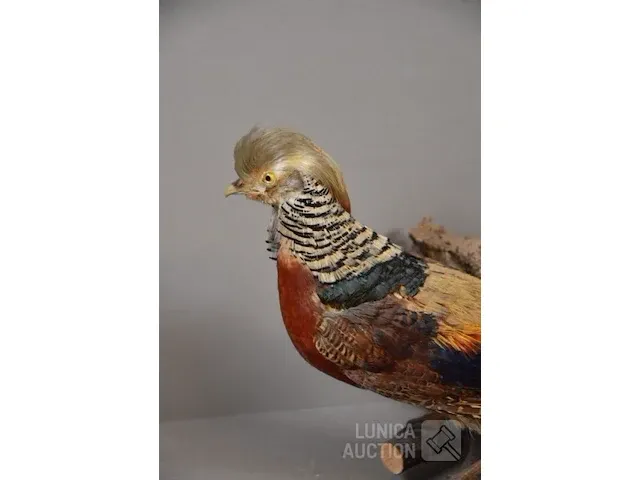 Taxidermie - afbeelding 5 van  5