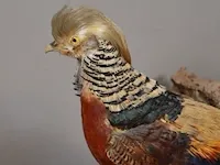Taxidermie - afbeelding 5 van  5