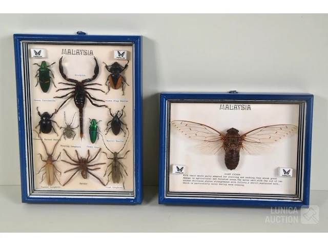 Taxidermie - afbeelding 1 van  3