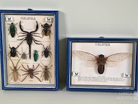 Taxidermie - afbeelding 1 van  3