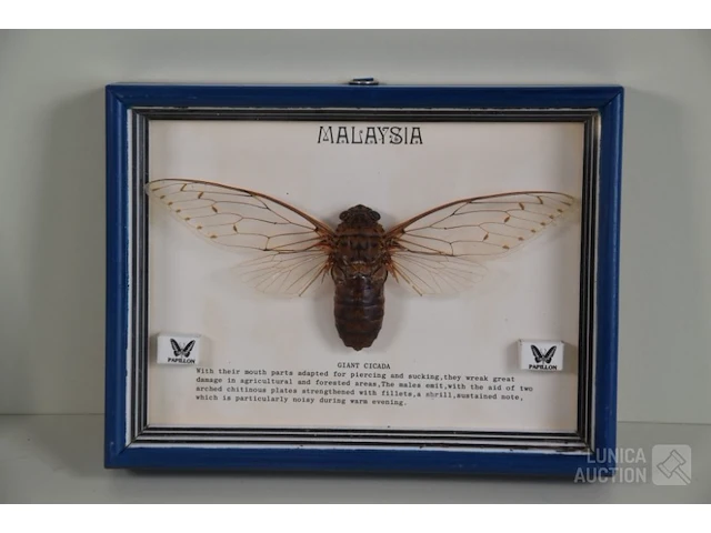 Taxidermie - afbeelding 2 van  3