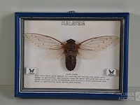 Taxidermie - afbeelding 2 van  3