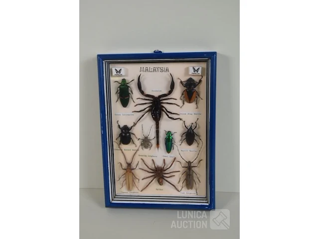 Taxidermie - afbeelding 3 van  3