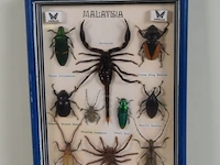 Taxidermie - afbeelding 3 van  3