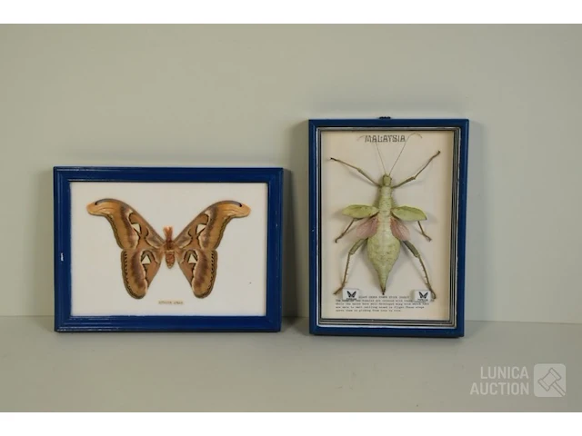 Taxidermie - afbeelding 1 van  5