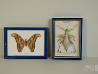 Taxidermie - afbeelding 1 van  5