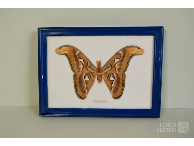 Taxidermie - afbeelding 2 van  5