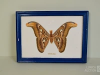 Taxidermie - afbeelding 2 van  5